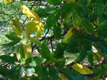 Fotografia da espécie Quercus castaneifolia