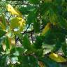 Fotografia 12 da espécie Quercus castaneifolia do Jardim Botânico UTAD