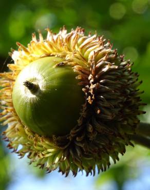 Fotografia 13 da espécie Quercus castaneifolia no Jardim Botânico UTAD