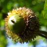 Fotografia 13 da espécie Quercus castaneifolia do Jardim Botânico UTAD