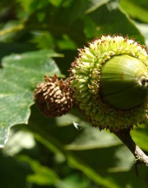 Fotografia 14 da espécie Quercus castaneifolia no Jardim Botânico UTAD