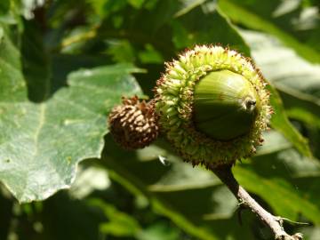 Fotografia da espécie Quercus castaneifolia