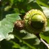 Fotografia 14 da espécie Quercus castaneifolia do Jardim Botânico UTAD