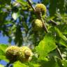 Fotografia 15 da espécie Quercus castaneifolia do Jardim Botânico UTAD