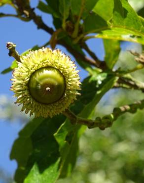 Fotografia 16 da espécie Quercus castaneifolia no Jardim Botânico UTAD