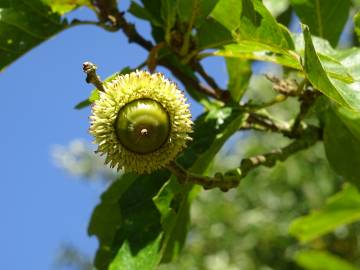 Fotografia da espécie Quercus castaneifolia