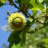 Fotografia 16 da espécie Quercus castaneifolia do Jardim Botânico UTAD