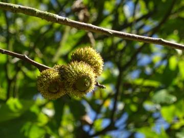 Fotografia da espécie Quercus castaneifolia