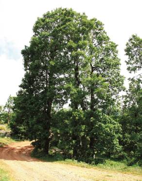Fotografia 3 da espécie Quercus cerris no Jardim Botânico UTAD