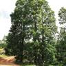 Fotografia 3 da espécie Quercus cerris do Jardim Botânico UTAD