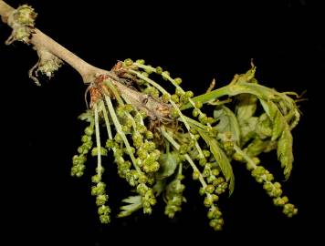 Fotografia da espécie Quercus cerris