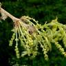 Fotografia 5 da espécie Quercus cerris do Jardim Botânico UTAD