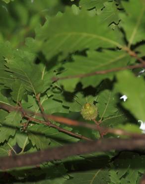 Fotografia 7 da espécie Quercus cerris no Jardim Botânico UTAD