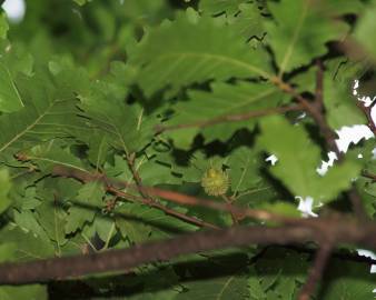 Fotografia da espécie Quercus cerris