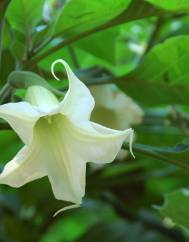 Brugmansia arborea