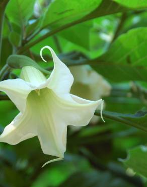 Fotografia 1 da espécie Brugmansia arborea no Jardim Botânico UTAD