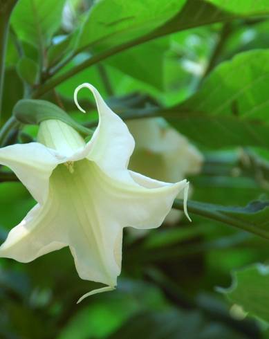 Fotografia de capa Brugmansia arborea - do Jardim Botânico