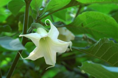 Fotografia da espécie Brugmansia arborea