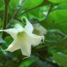 Fotografia 1 da espécie Brugmansia arborea do Jardim Botânico UTAD