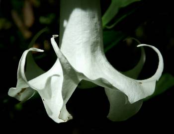 Fotografia da espécie Brugmansia arborea