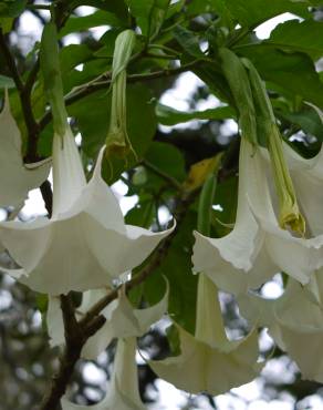 Fotografia 3 da espécie Brugmansia arborea no Jardim Botânico UTAD