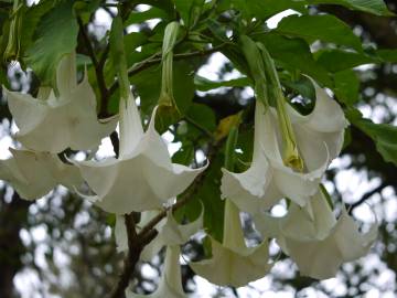 Fotografia da espécie Brugmansia arborea