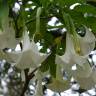 Fotografia 3 da espécie Brugmansia arborea do Jardim Botânico UTAD