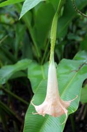 Fotografia da espécie Brugmansia arborea