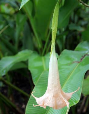 Fotografia 4 da espécie Brugmansia arborea no Jardim Botânico UTAD