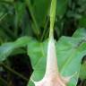 Fotografia 4 da espécie Brugmansia arborea do Jardim Botânico UTAD