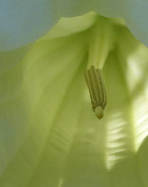 Fotografia 5 da espécie Brugmansia arborea no Jardim Botânico UTAD