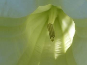 Fotografia da espécie Brugmansia arborea