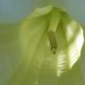 Fotografia 5 da espécie Brugmansia arborea do Jardim Botânico UTAD