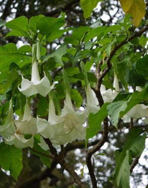 Fotografia 6 da espécie Brugmansia arborea no Jardim Botânico UTAD