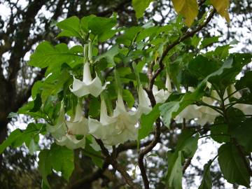 Fotografia da espécie Brugmansia arborea