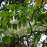 Fotografia 6 da espécie Brugmansia arborea do Jardim Botânico UTAD