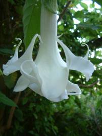 Fotografia da espécie Brugmansia arborea