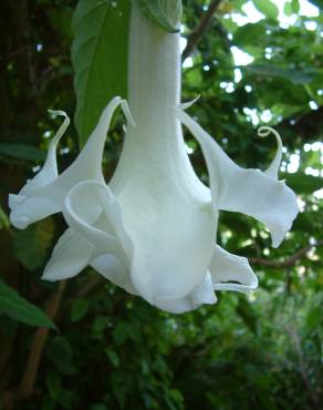 Fotografia 7 da espécie Brugmansia arborea no Jardim Botânico UTAD