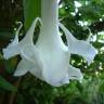 Fotografia 7 da espécie Brugmansia arborea do Jardim Botânico UTAD