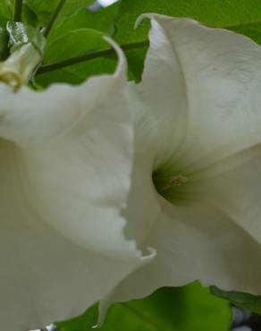 Fotografia 8 da espécie Brugmansia arborea no Jardim Botânico UTAD