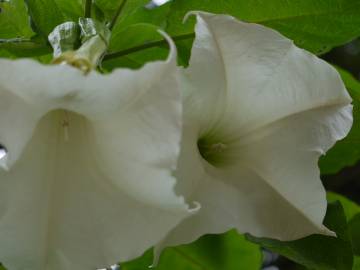 Fotografia da espécie Brugmansia arborea