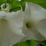 Fotografia 8 da espécie Brugmansia arborea do Jardim Botânico UTAD