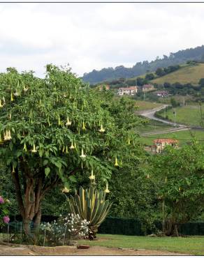 Fotografia 9 da espécie Brugmansia arborea no Jardim Botânico UTAD