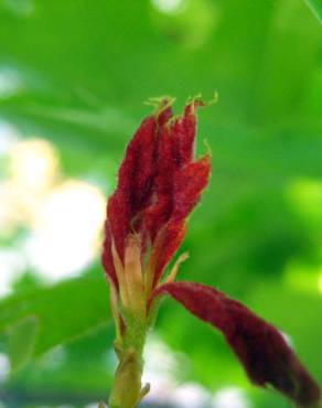 Fotografia 5 da espécie Quercus coccinea no Jardim Botânico UTAD