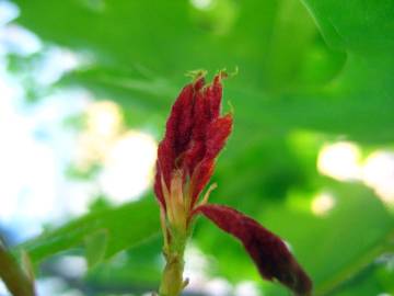 Fotografia da espécie Quercus coccinea