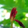 Fotografia 5 da espécie Quercus coccinea do Jardim Botânico UTAD