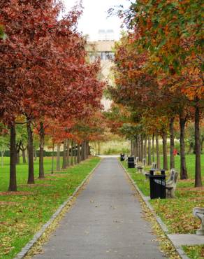 Fotografia 8 da espécie Quercus coccinea no Jardim Botânico UTAD