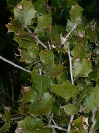 Fotografia da espécie Quercus coccifera