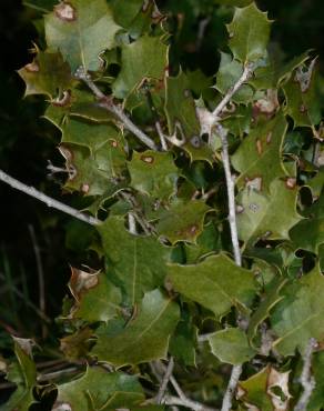 Fotografia 9 da espécie Quercus coccifera no Jardim Botânico UTAD