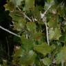 Fotografia 9 da espécie Quercus coccifera do Jardim Botânico UTAD